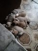 Американские стафордширские щенки в Омске