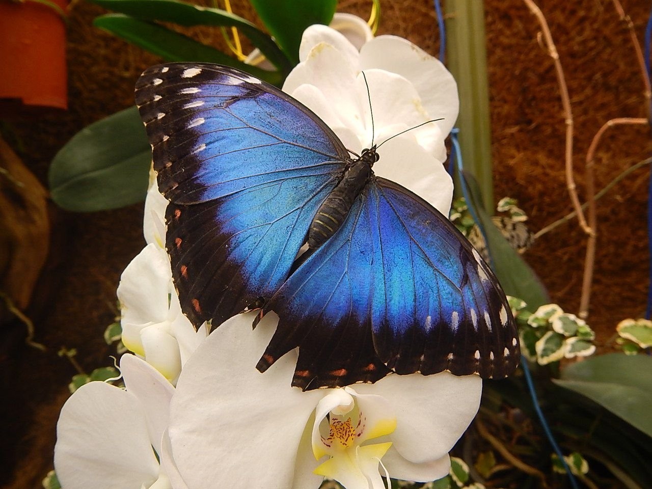 Живые бабочки. Тропическая бабочка Марго. Papilio Polyxenes куколка. Живые тропические бабочки. Выставка тропических бабочек.