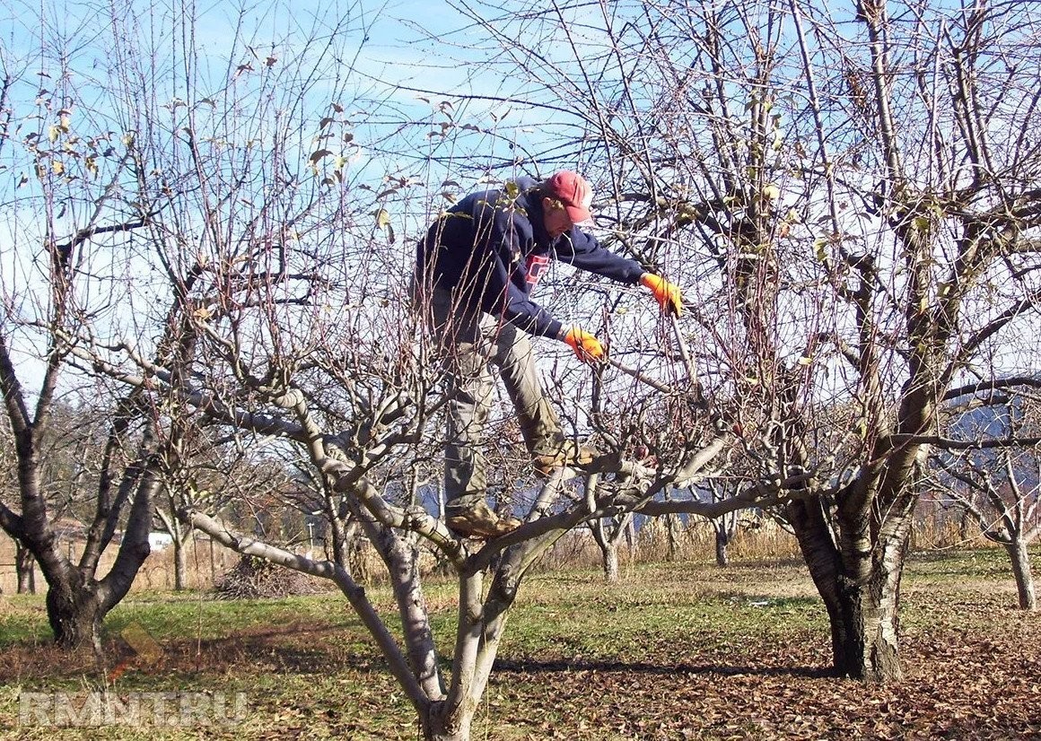 Обрезка плодовых деревьев весной цены