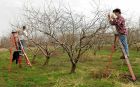 Обрезка деревьев купить в бабяково в воронеже и области в Воронеже