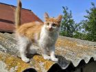 Очаровательные котята, мальчик и девочка ищут дом в Ульяновске