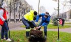 Спиливание деревьев в бабяково в области воронежа в Воронеже