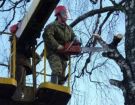 Спиливание дальние сады воронеж в Воронеже