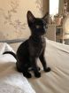 Красавец кеша, добрейший черный котенок в добрые руки в Санкт-Петербурге