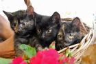 Три сестрички-невелички! очаровательные котята в добрые руки в Москве