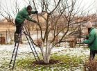 Обрезка деревьев в отрадном воронежской области обрезки деревьев и кустарников в Воронеже