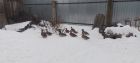 Подсадные утки в Сарове