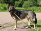 Молодая собака, приученная к неспешным прогулкам в Санкт-Петербурге