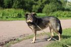 Молодая собака, приученная к неспешным прогулкам в Санкт-Петербурге