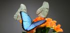 Живые тропические бабочки зимой и летом, удивите ваших близких в Ижевске