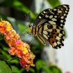 Живые тропические бабочки зимой и летом, удивите ваших близких в Ижевске