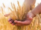 Продаем семена озимой пшеницы, семена трав, травосмеси, сзр. в Воронеже