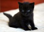 Милые красивые малыши. черные пантерки. от породистой домашней кошки в Дзержинске