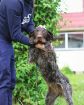 Красотка собака породы дратхаар в Санкт-Петербурге