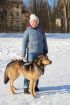 Идеальная пара классных собак в семью в Санкт-Петербурге