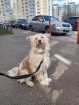 Очень красивая диванная собачка в Санкт-Петербурге