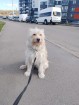 Очень красивая диванная собачка в Санкт-Петербурге