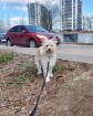 Очень красивая диванная собачка в Санкт-Петербурге
