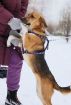 Чудесный семейный антистресс собачка-подросток лора, метис бигля в дар в Москве