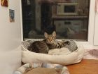 Котенок с кисточками на эльфийских ушках в Санкт-Петербурге