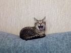 Котенок с кисточками на эльфийских ушках в Санкт-Петербурге