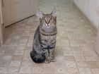 Котенок с кисточками на эльфийских ушках в Санкт-Петербурге