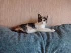 Лапки, которым нужно тепло и забота в Санкт-Петербурге