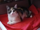 Лапки, которым нужно тепло и забота в Санкт-Петербурге