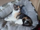 Лапки, которым нужно тепло и забота в Санкт-Петербурге