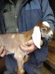 Продам англо нубийских козлят в Москве