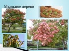 sapindus drummondi мыльный...
