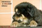 Продаются щенки тибетского мастифа 2010 года рождения в Москве