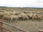 Продам готовый бизнес. фермерское хозяйство (овцеводство, зерноводство) в Екатеринбурге