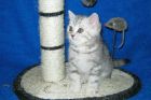 Британские котята серебристого мраморного окраса в Москве