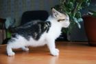 Ласковый бело-мраморный котенок 2 мес в дар в Санкт-Петербурге