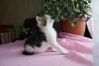 Ласковый бело-мраморный котенок 2 мес в дар в Санкт-Петербурге