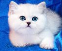 Британские котята серебристые шиншиллы c изумрудными и сапфировыми глазками в Москве
