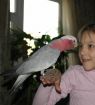 Большие и средние попугаи в Санкт-Петербурге