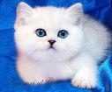 Британские котята серебристые шиншиллы c изумрудными и синими глазами в Москве