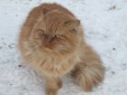 Рыжий пушистый шикарнейший кот в дар! в Санкт-Петербурге