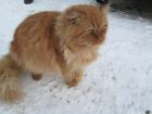 Рыжий пушистый шикарнейший кот в дар! в Санкт-Петербурге