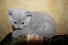 Продам шотландских котят в Екатеринбурге