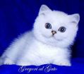 Британские котята серебристые шиншиллы c изумрудными и синими глазами в Москве