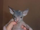 Продается котенок донского сфинкса в Екатеринбурге