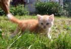 Британские котята,плюшевый короткошерстный котик в Москве