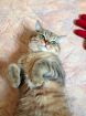 Британский котик ищет кошечку для вязки в Кирове