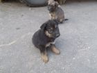 Продам щенка в Хабаровске