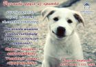 Приют просит помощи-помогите животным не оставайтесь равнодушны! в Архангельске