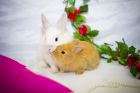 Кролики декоративные в Чебоксарах