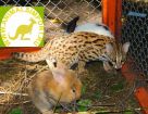 Продаю котят азиатской леопардовой кошки /бенгальской кошкиbengalensis),100% хищники!молодняк этого в Воронеже
